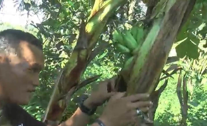 Viral Pisang Berbuah Dalam Batang Tanpa Jantung di Asahan
