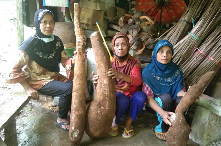 Viral, Petani Kulonprogo Panen Ketela Pohon Seberat 60 Kilogram 