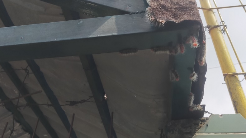 Merinding Banget! Ribuan Ulat Bulu Serang SD di Bogor