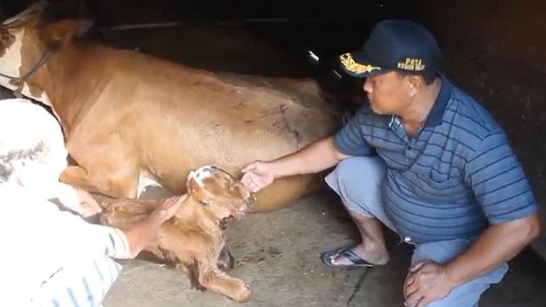 Blora Gempar, Anak Sapi Lahir dengan Mata Tiga dan Dua Mulut