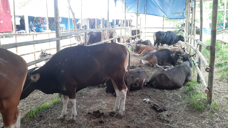 Pedagang Hewan Kurban di Karawang Rela Bayar Dokter untuk Yakinkan Pembeli