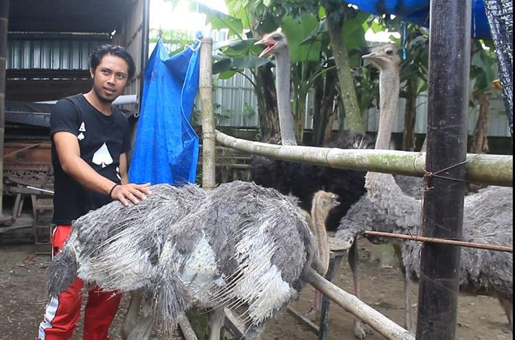 Warga Sleman Sukses Beternak Burung Unta, Beromzet Rp30 Juta per Bulan
