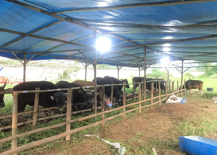 Antisipasi PMK, Hewan Kurban di Sukabumi Akan Dipasang Kalung Tanda Sehat