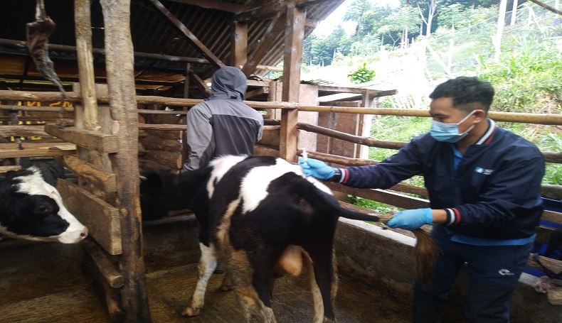 Kementan Targetkan 800.000 Hewan Ternak Divaksin PMK Sebelum Iduladha