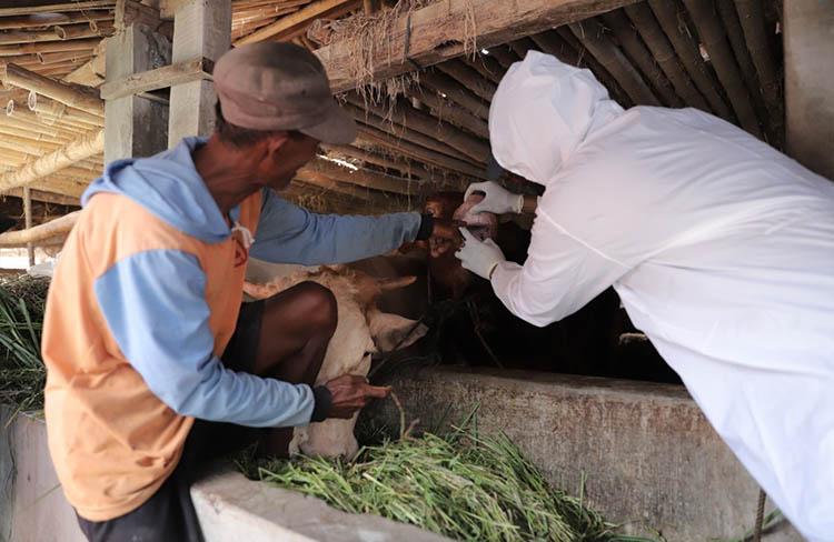 Cegah PMK, Pemprov Riau Siapkan 170 Petugas untuk Vaksinasi Sapi