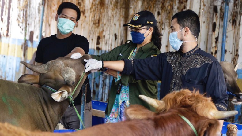 Cegah PMK Jelang Idul Adha, Pemkot Jakpus Periksa Penampungan Hewan Kurban