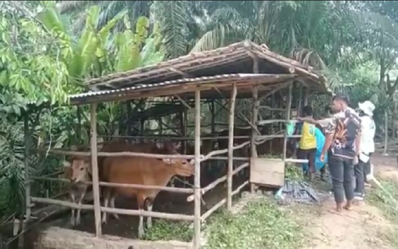Penyakit Mulut dan Kuku Menyebar di Muara Enim, Ini yang Dilakukan Pemkab 