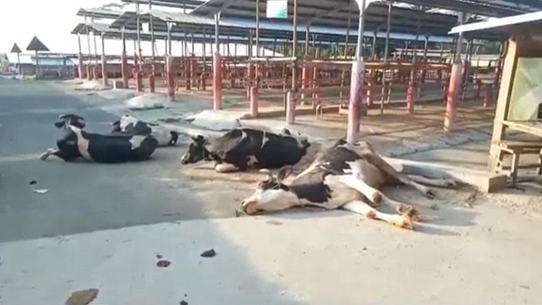 Boyolali Heboh, Sejumlah Sapi Ditemukan Terkapar di Pasar Hewan yang Tutup 