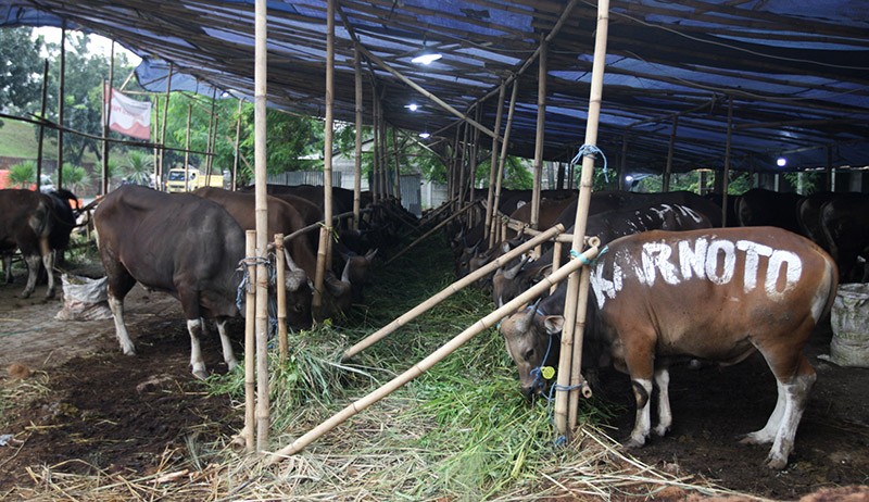 Pantau Hewan Kurban, Disbunak Paser Terjunkan Tim Pengawas
