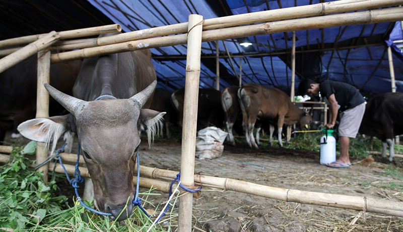 Dampak Virus PMK, Harga Sapi di Kaltim Naik Jadi Rp23 Juta