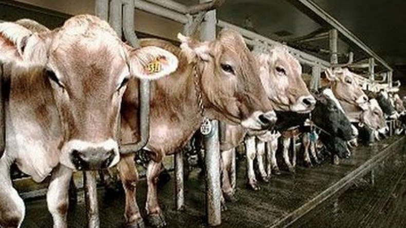 Jelang Iduladha, Ketua DPR Minta Pemerintah Pastikan Seluruh Hewan Kurban Dalam Kondisi Sehat