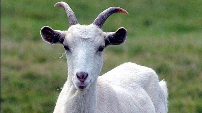 Kambing Diculik Lalu Alami Pelecehan Seksual di Kamar Mandi, Pemilik Lapor Polisi