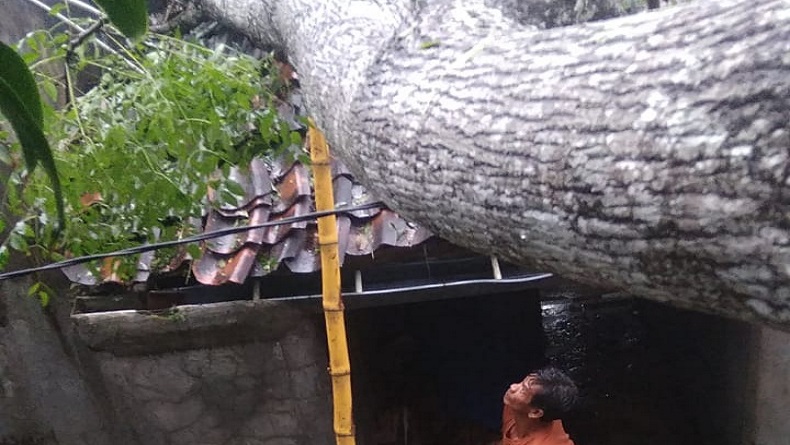 Hujan-Angin Kencang Terjang Parungkuda Sukabumi, Mahoni Tumbang Timpa 3 Rumah Warga