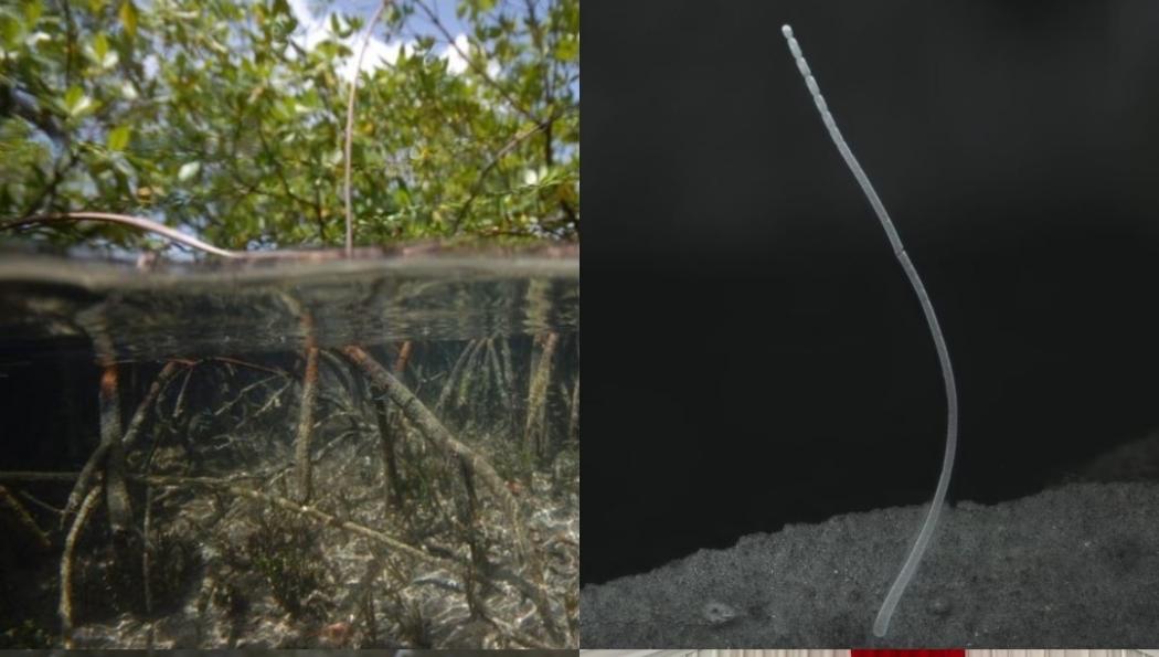 Ilmuwan Temukan Bakteri Berukuran Raksasa, DNA-nya Mirip Manusia