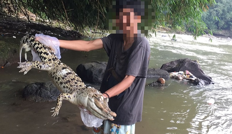 Buaya yang Gegerkan Warga Bogor di Sungai Cisadane Ditemukan Mati
