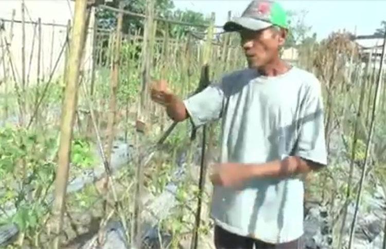 Harga Cabai Mahal, Petani di Klaten Malah Merugi