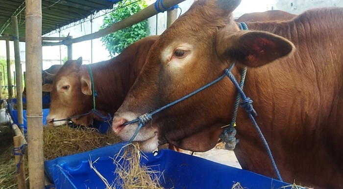  Ada Wabah PMK, Ini Persiapan Pedagang Hewan Kurban Jelang Idul Adha