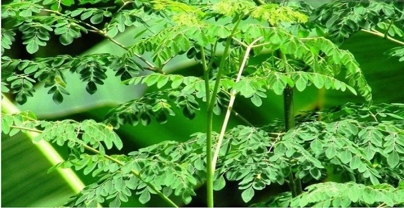 4 Manfaat Daun Kelor, Membantu Mengobati Diabetes hingga Kanker