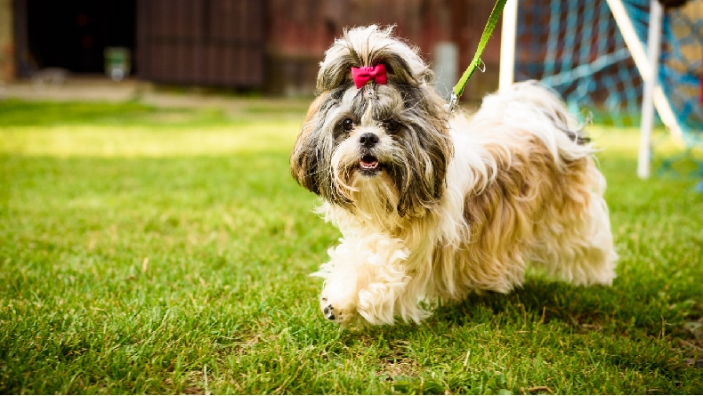 5 Ras Anjing yang Cocok Dipelihara oleh Orang Berusia 50 Tahun ke Atas