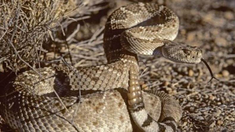 Perempuan Pemilik Peternakan Reptil Dipatuk Ular Berbisa, Begini Kondisinya