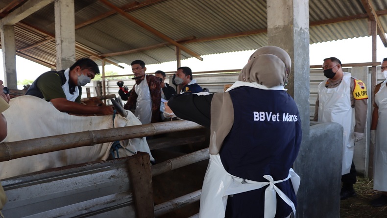 Kemendagri : Pemda Dapat Geser Anggaran untuk Penanganan PMK