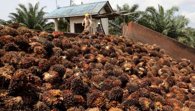 Gapki Ungkap Sejumlah Pabrik Kelapa Sawit Setop Operasi, Kenapa?