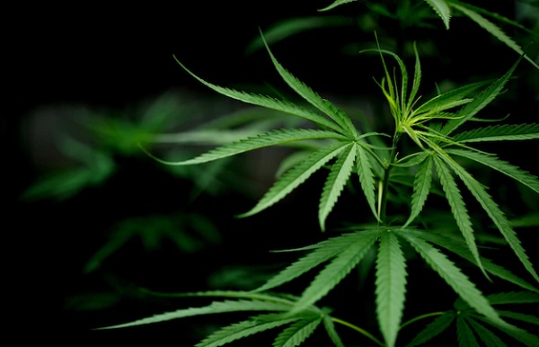 Kontroversi Ganja Medis, Pemerintah Masih Kaji Aspek Positif dan Negatif