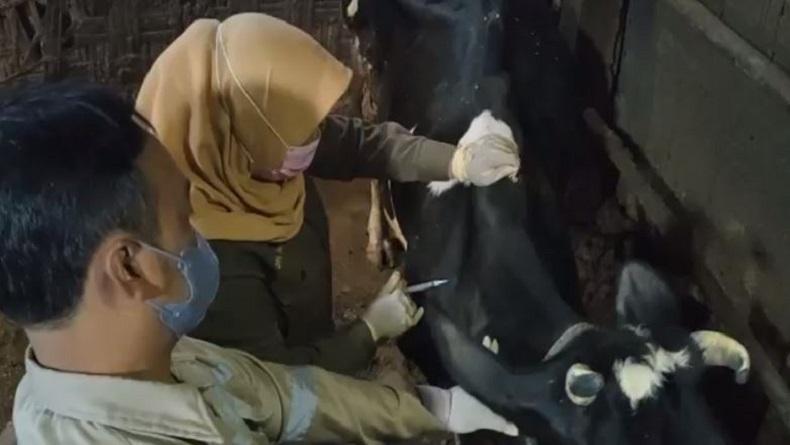 Vaksin PMK Lokal Diperkirakan Siap Akhir Agustus 2022