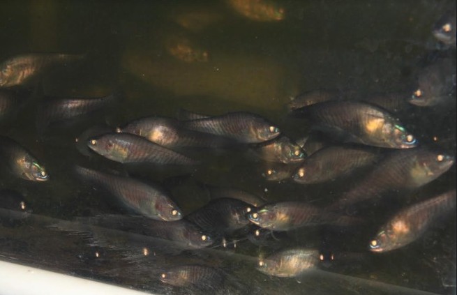 KKP Sukses Budidayakan Ikan Belida setelah 15 Tahun Uji Coba