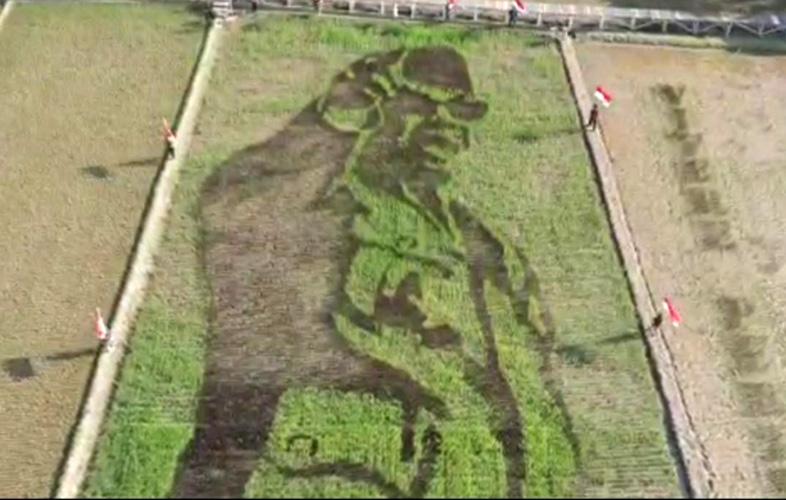  Wow Keren, Warga Desa Bergas Lor Lukis Hamparan Padi Bergambar Soekarno 