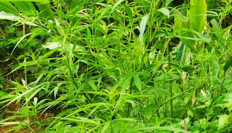 MUI Akan Kaji Fatwa Ganja untuk Kesehatan