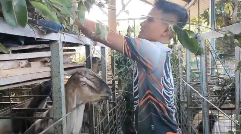 Pasar Hewan di Boyolali Tutup,  Pedagang Terpaksa Jual Sapi dan Kambing di Rumah