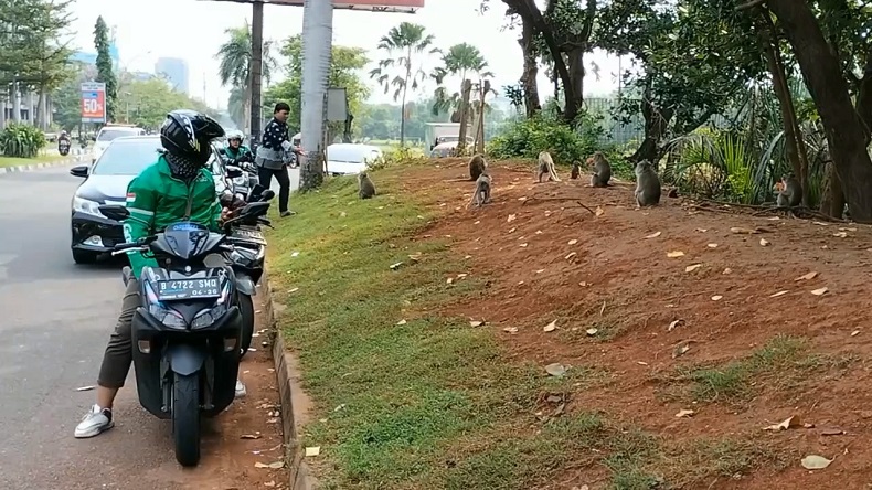 Terungkap, Ini Penyebab Kawanan Monyet Datangi Perumahan Mewah di Pluit