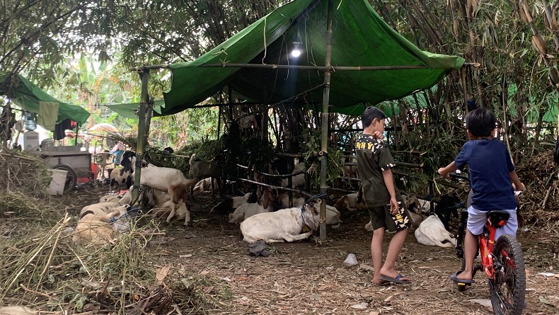 Maling Rampas Kambing Milik Pedagang Hewan Kurban di Bekasi, Bawa Lari Pakai Motor