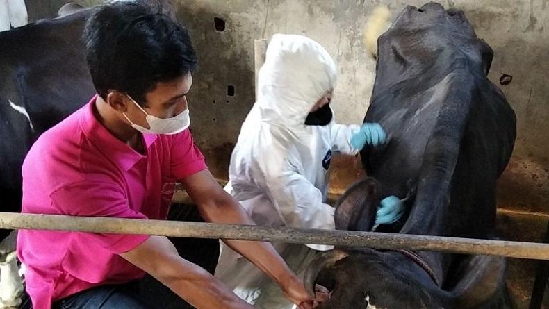 3 Juta Vaksin PMK Asal Prancis Tiba di Indonesia
