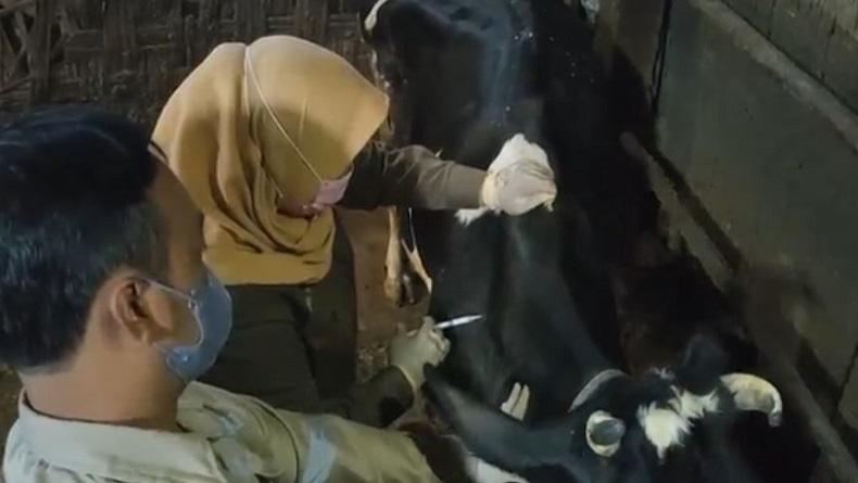 Peternak Sebut Distribusi Vaksin PMK ke Daerah Masih Lambat