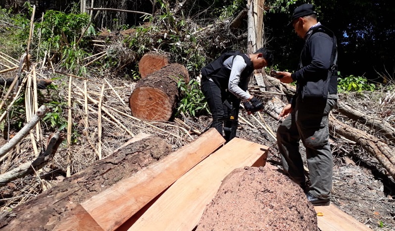 Polda Riau Tangkap 2 Pengangkut Kayu Ilegal di Rokan Hulu Diupah Rp1 Juta