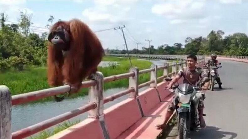 Heboh Penampakan Orang Utan Nangkring di Jembatan, Dibantu Anggota TNI Masuk Hutan