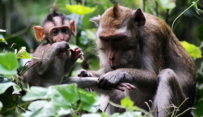 Pengelola Bogor Mini Zoo Sebut Monyet Mati di Kandang karena Berantem