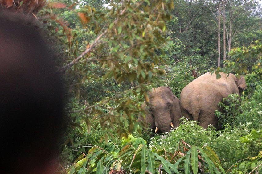 Diduga Terpisah dari Kelompok, Seekor Gajah Liar Masuk ke Perkebunan Warga Aceh Selatan