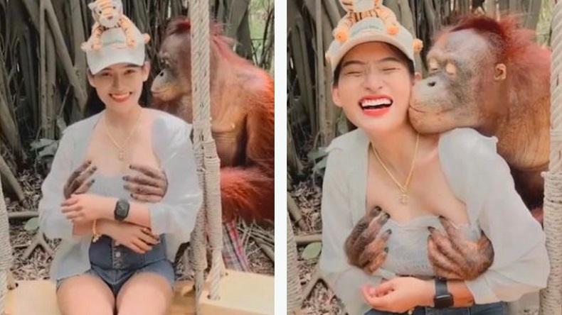 Waduh! Orangutan Mesum Pegang 2 Payudara Pengunjung Lalu Cium Pipinya