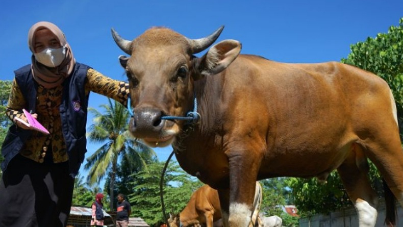 UPTD Keswan Pastikan Kelayakan Sapi Kurban di Kota Gorontalo