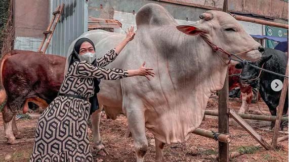 Siapkan Kurban untuk Iduladha, Ria Ricis Beli Sapi Limited Edition Seharga Rp120 Juta