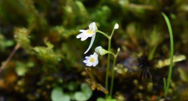 Mengenal Tumbuhan Karnivora Langka Pemakan Serangga, Baru Ditemukan Peneliti