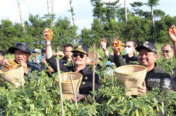 Stok Melimpah, Mentan Sebut Harga Cabai Sudah Turun