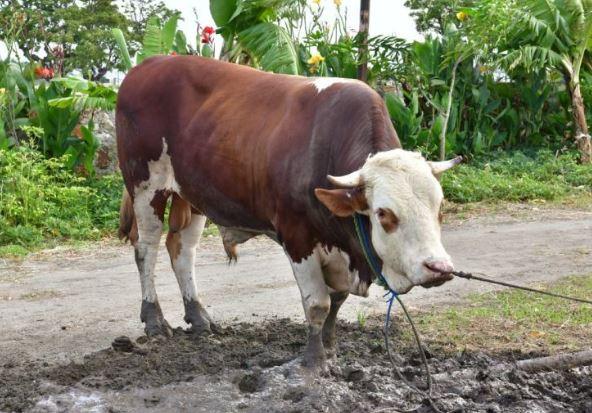 Hukum Qurban Atas Nama Hamba Allah saat Idul Adha, Sah atau Tidak?