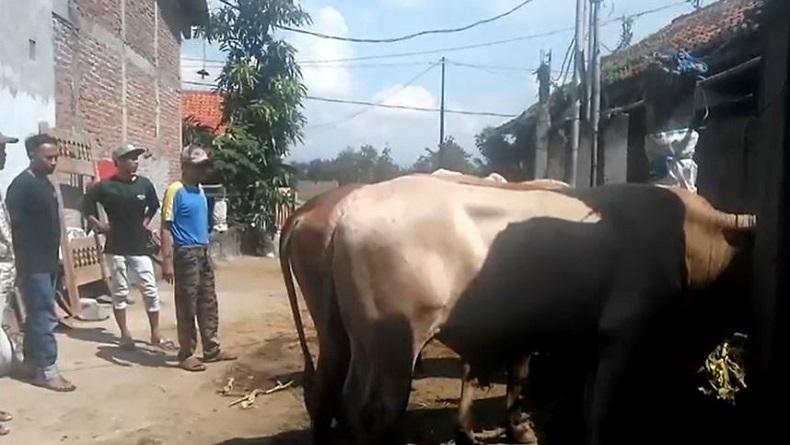 Sepekan Jelang Idul Adha, Pedagang Sapi Kurban di Kendal Mengeluh Sepi Pembeli