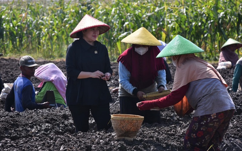 Harga Komoditas Pangan Naik, Puan Minta Anggota DPR Pantau Distribusi dari Petani ke Konsumen