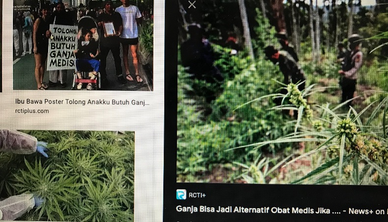 Ganja untuk Kepentingan Medis, Perlukah? Baca News RCTI+ 