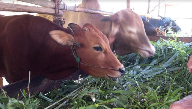 Peminat Sapi Kurban di Belitung Timur Masih Tinggi, Tak Terpengaruh PMK